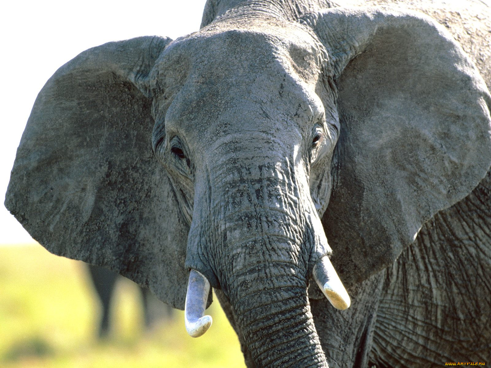 Слоновые уши. Слон. Фото слонов. Портрет слона. Морда слона.